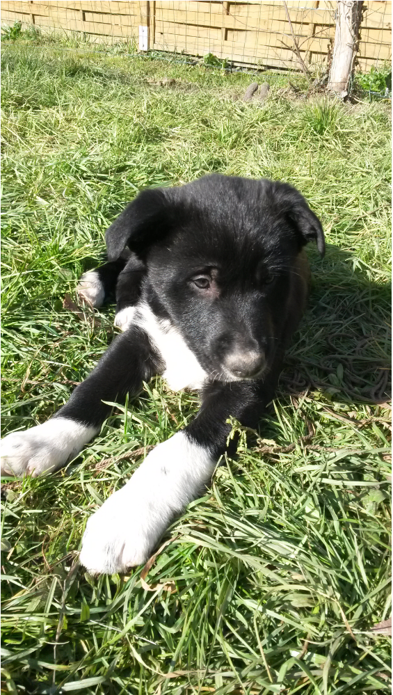 Marley chiot mâle croisé Border Collie 2 mois et demi • Association Galia