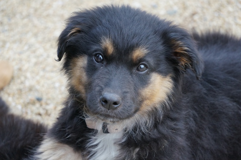 Mamba chiot femelle croisé Berger Australien/Berger Allemand 3 mois et demi • Association Galia