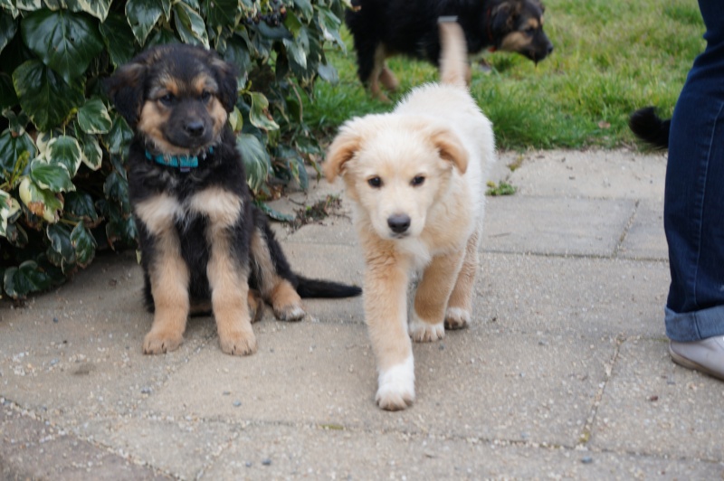 Muffin chiot mâle croisé Berger Australien/Berger Allemand 3 mois et demi • Association Galia