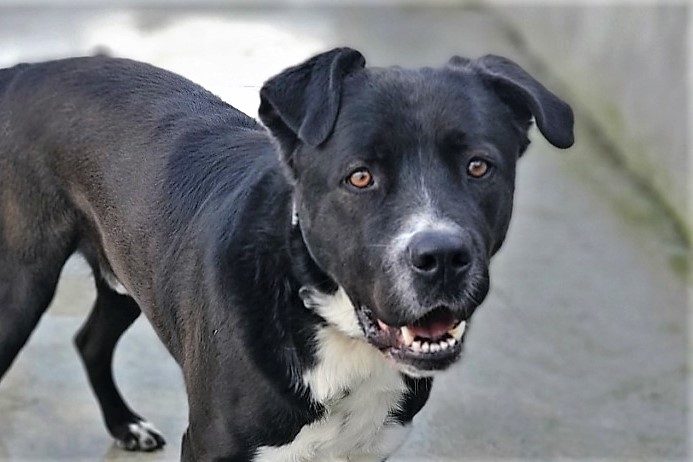 Paco chien mâle croisé Cane Corso 3 ans