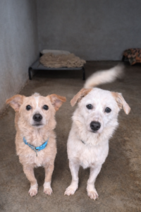 NEVE et SNOOPY une petite famille à adopter ensemble