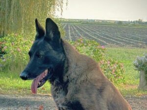 LANA Malinoise 10 ans