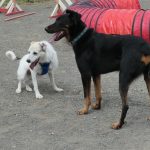 Association Galia • Sasha