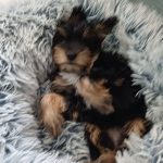 Association Galia • Santu ex yorky