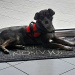 Association Galia • Sybelle