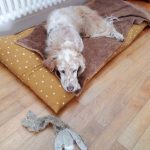 Association Galia • lucky setter Association Galia • lucky setter