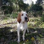 Association Galia • Louloute