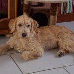 Association Galia • Flopy
