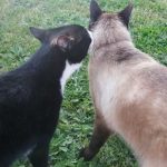 Association Galia • Hugo et Simba