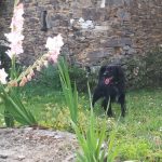 Association Galia • Naguy