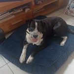 Association Galia • Fausto