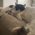 Association Galia • Tooky et Kitty