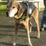 Association Galia • test dog