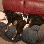 Association Galia • Balou