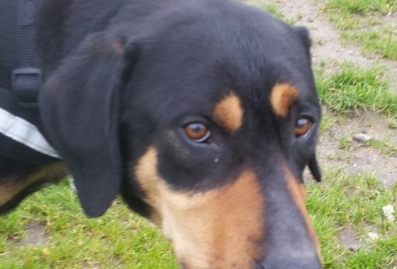 Archives Des Beauceron Association Galia