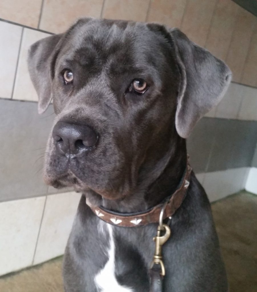 Perle femelle Cane Corso 1 an et demi • Association Galia