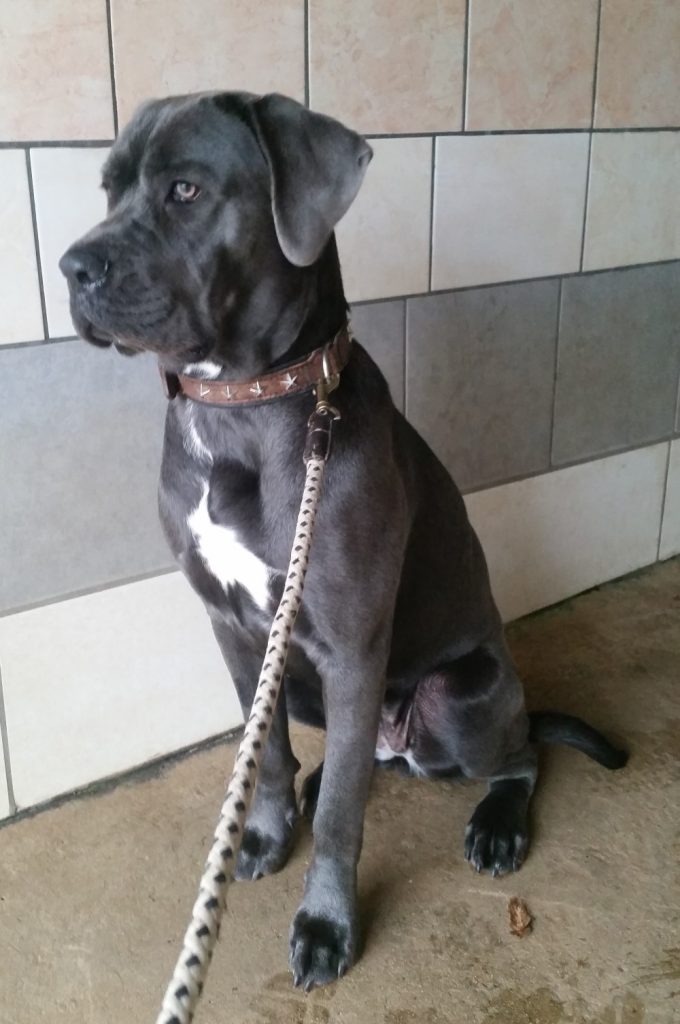 Perle femelle Cane Corso 1 an et demi • Association Galia