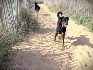 SAXO mâle beauceron 25/01/2021