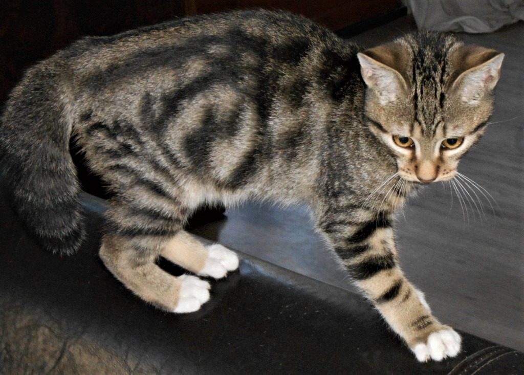 SHO7 3 mois 1/2 chaton intrépide • Association Galia