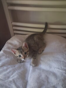 BOSTON - chaton tigré (né le 11/05/26)