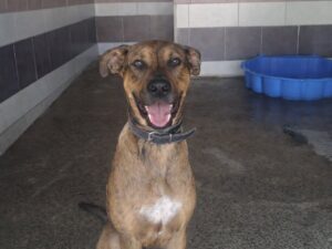 BUCK né le 20/12/2025 Malinois croise