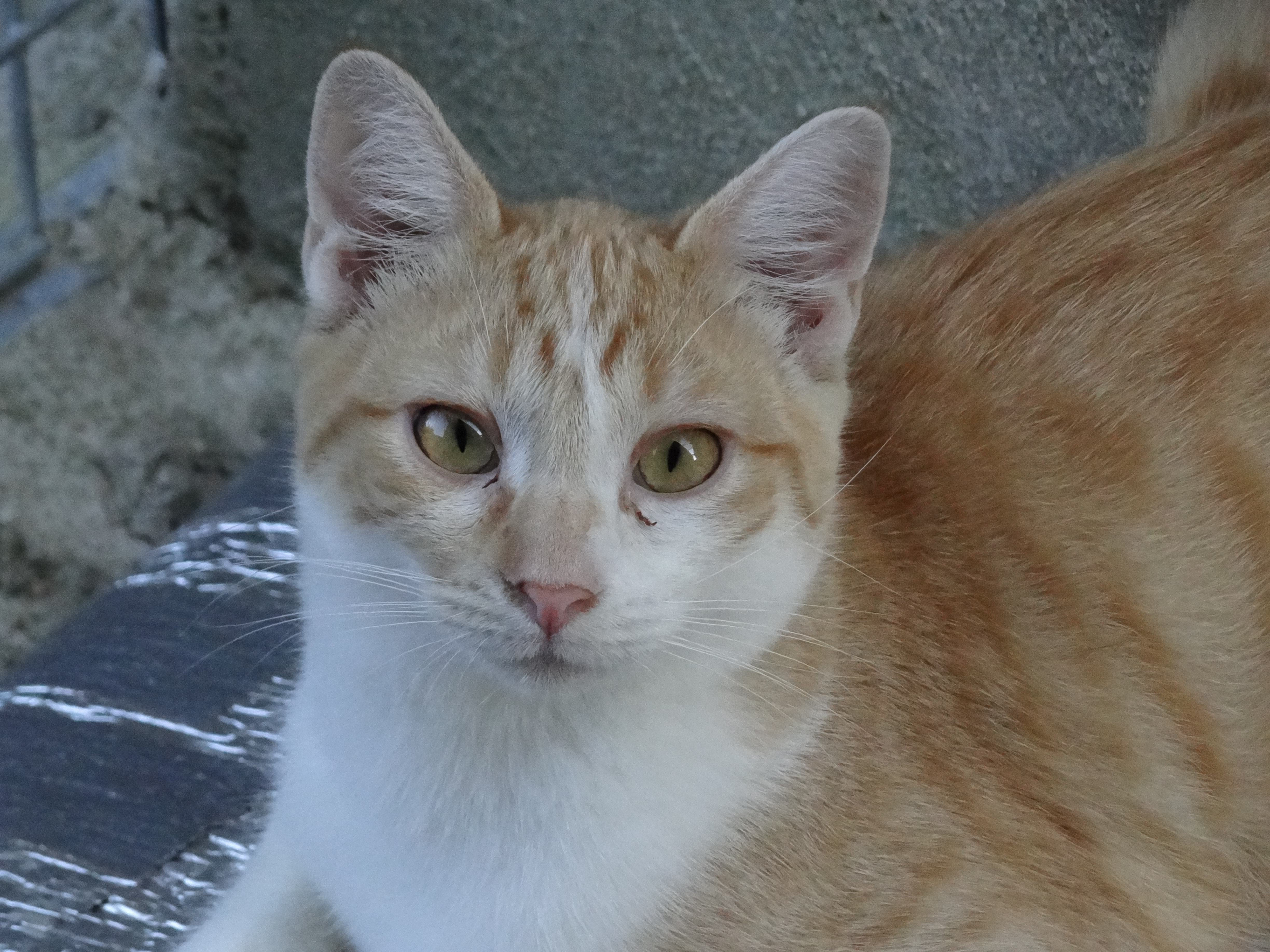 OOKY - 1 an - jeune chat bien timide • Association Galia