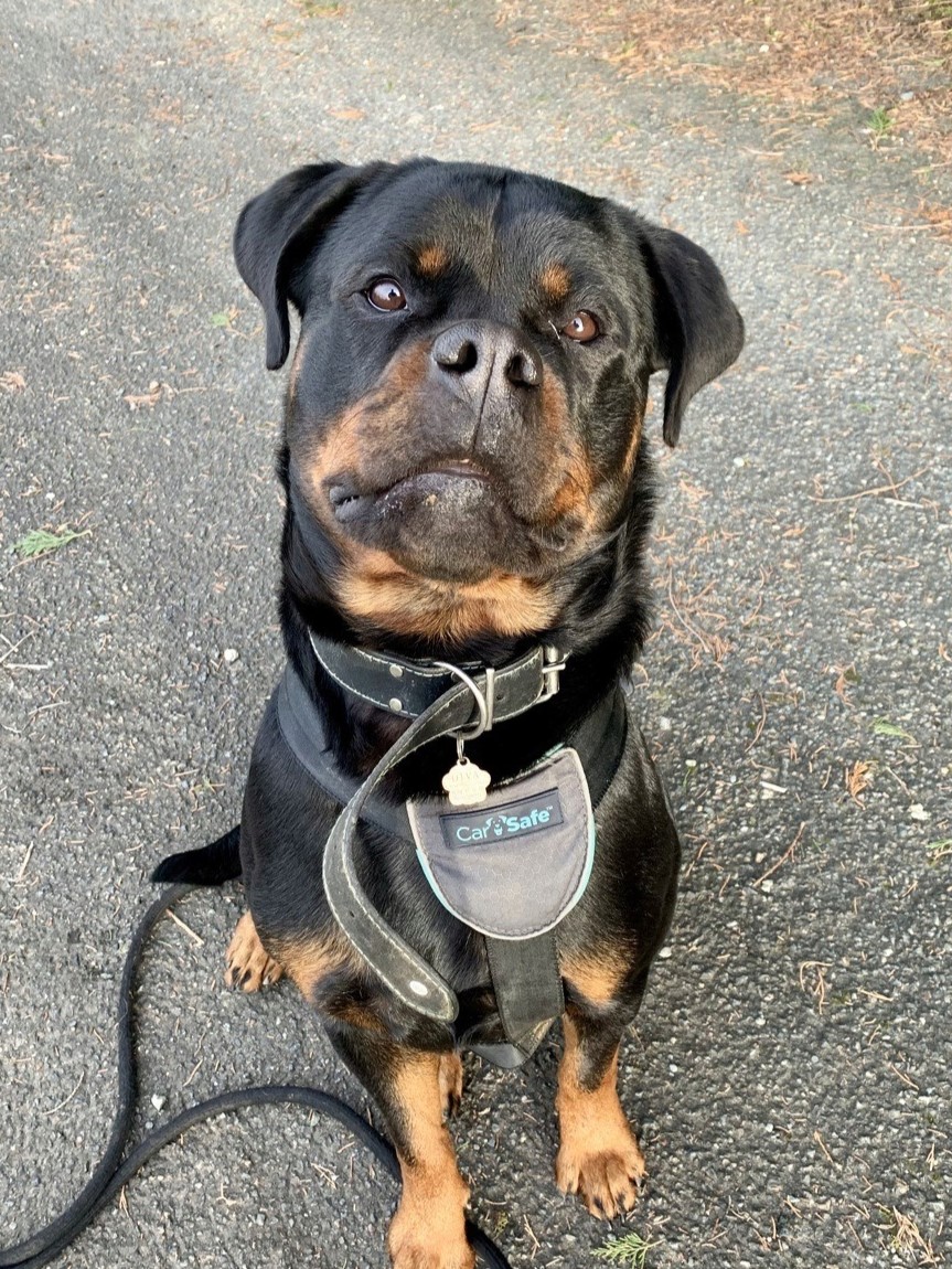 DIVA - femelle Rottweiler LOF née le 02/08/2023 • Association Galia