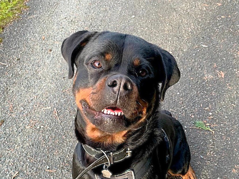 DIVA - femelle Rottweiler LOF née le 02/08/2023 • Association Galia