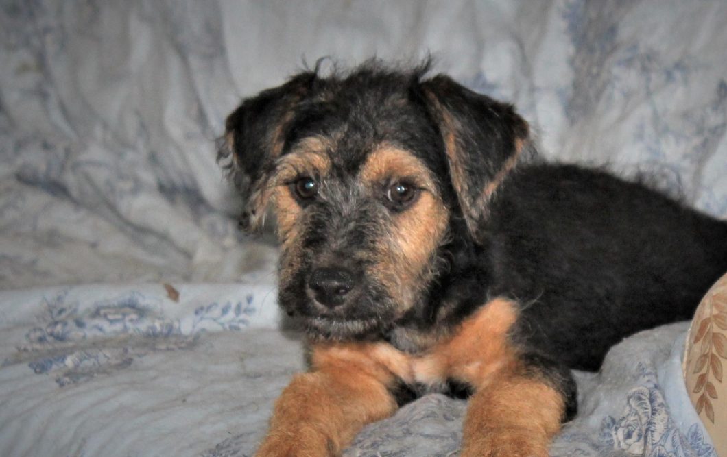 Ondine chiot femelle croisé Fox Terrier/Jagd 2 mois et demi • Association Galia