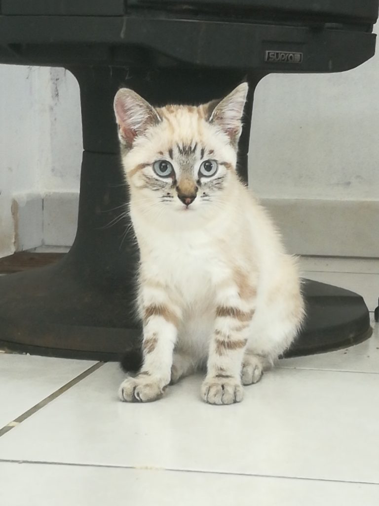 Chiot Et Chaton 3 Mois Pour Devenir Grand Replay MOWGLY - 3 mois - chaton timide • Association Galia