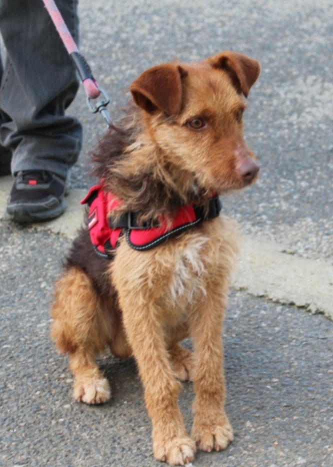 LOOPING mâle croisé Fox terrier 4 ans • Association Galia