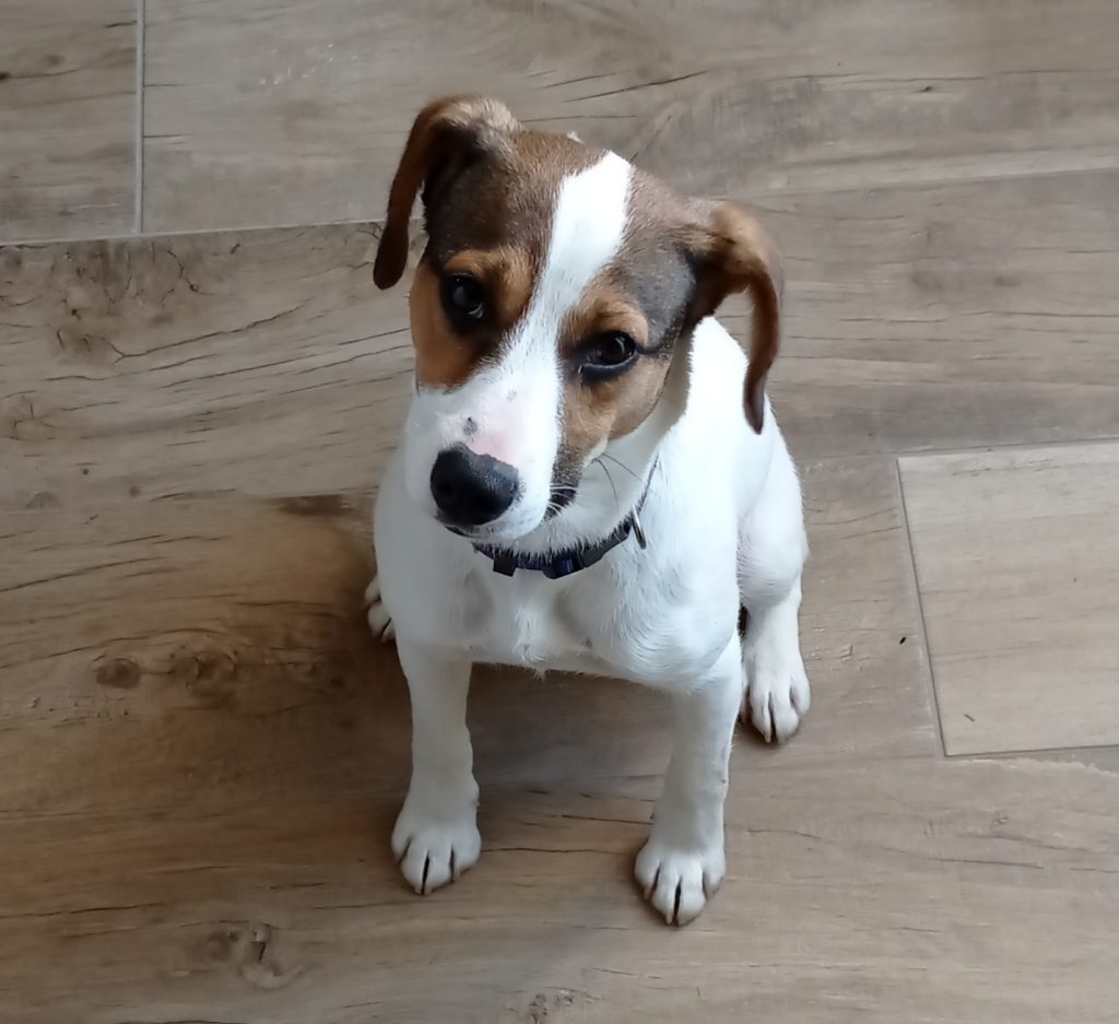 Rio mâle croisé Jack Russell 8 mois • Association Galia