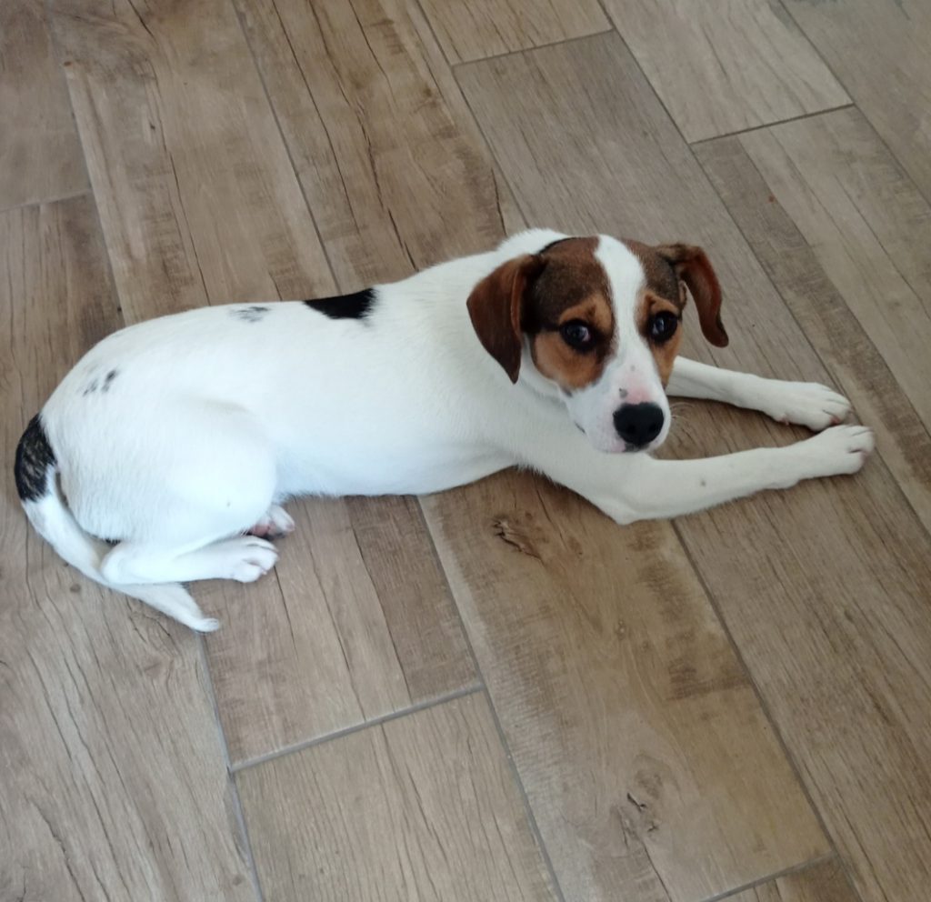 Rio mâle croisé Jack Russell 8 mois • Association Galia