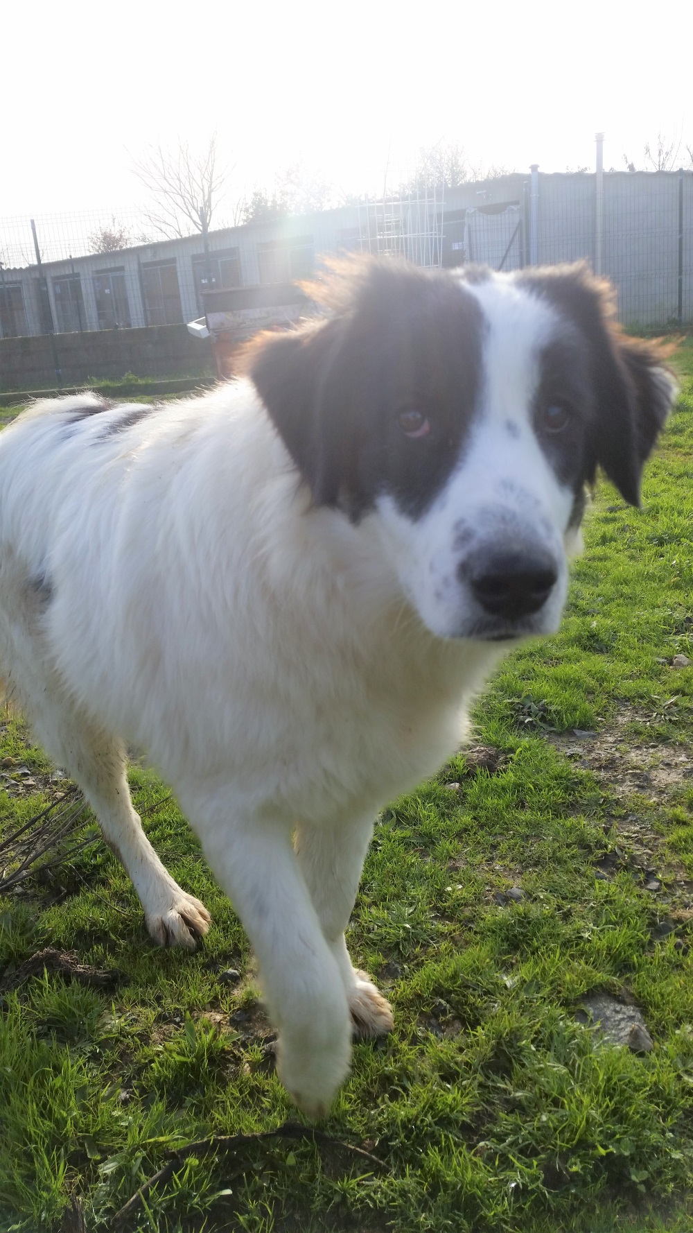 Kate femelle croisée Berger Australien 1 an • Association Galia