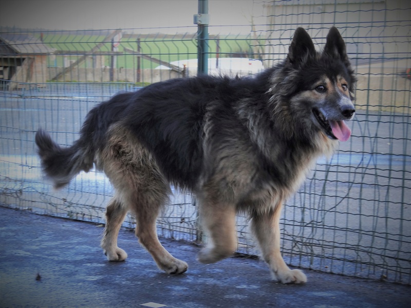 Mach mâle croisé Berger Allemand/Berger Australien 6 ans • Association Galia