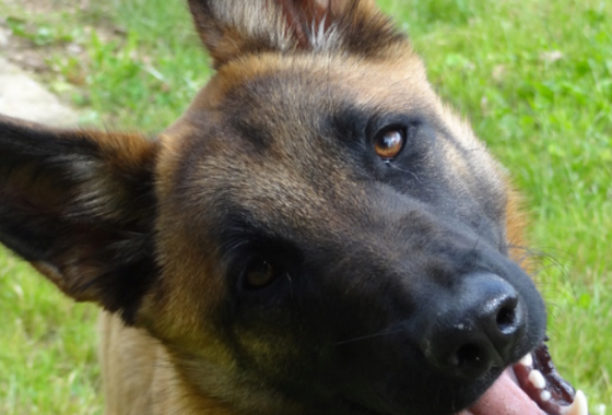 Berger Belge Malinois Association Galia