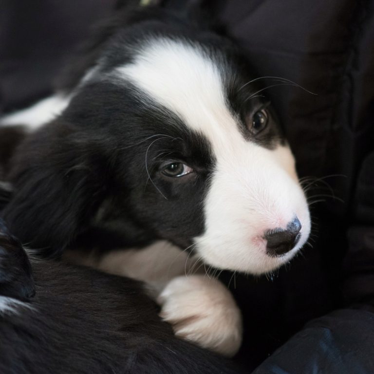 Malou chiot mâle Border Collie 2 mois • Association Galia