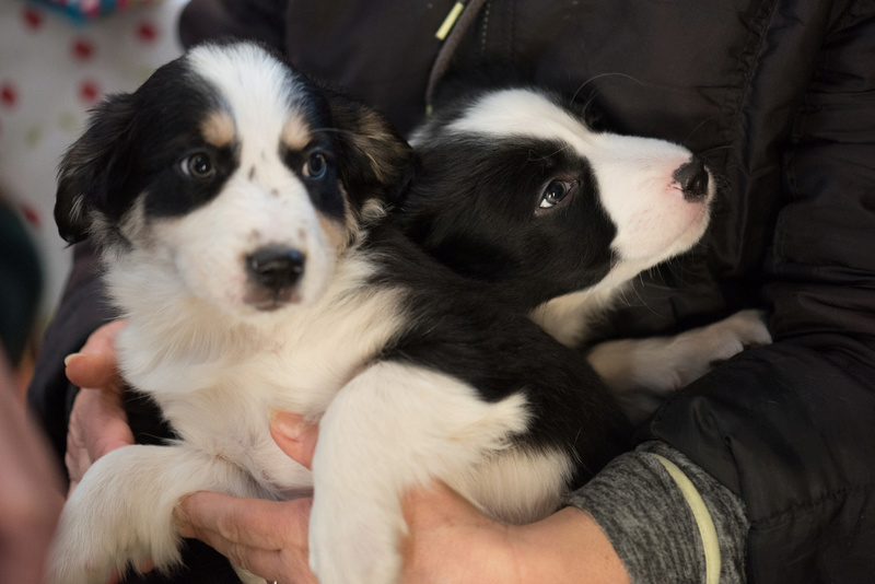 Malou chiot mâle Border Collie 2 mois • Association Galia