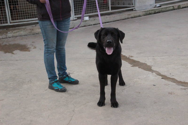 Marley mâle croisé Golden Retriever/Cane Corso 15 mois • Association Galia