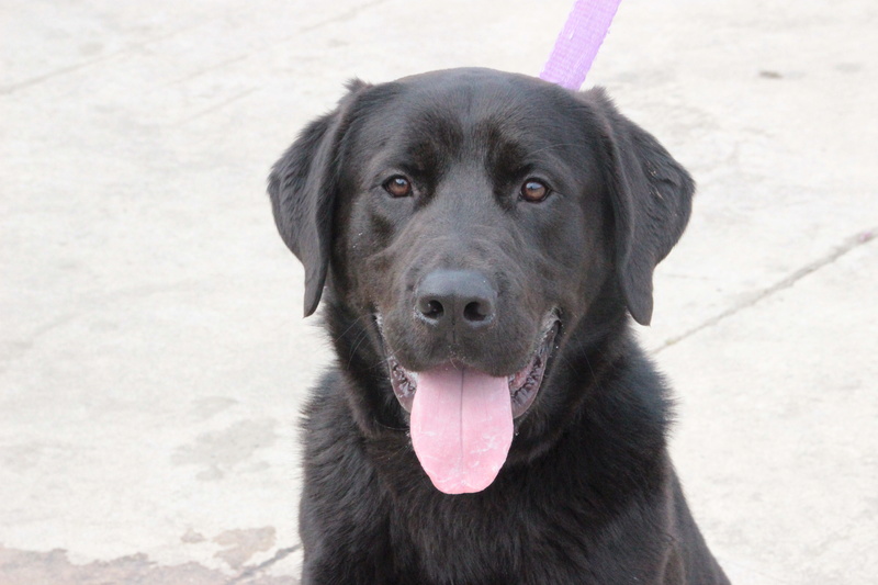 Marley mâle croisé Golden Retriever/Cane Corso 15 mois • Association Galia