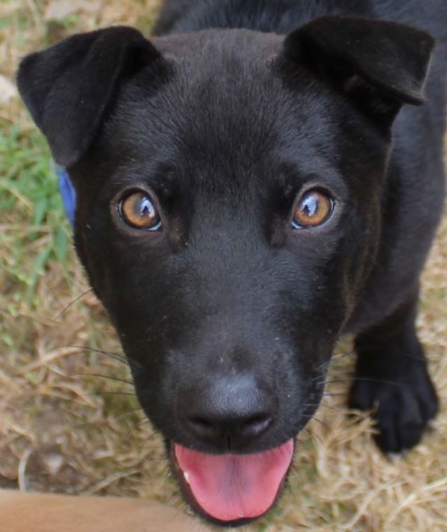 Naya Chiot Femelle Croisée Sharpei 4 Mois Association Galia