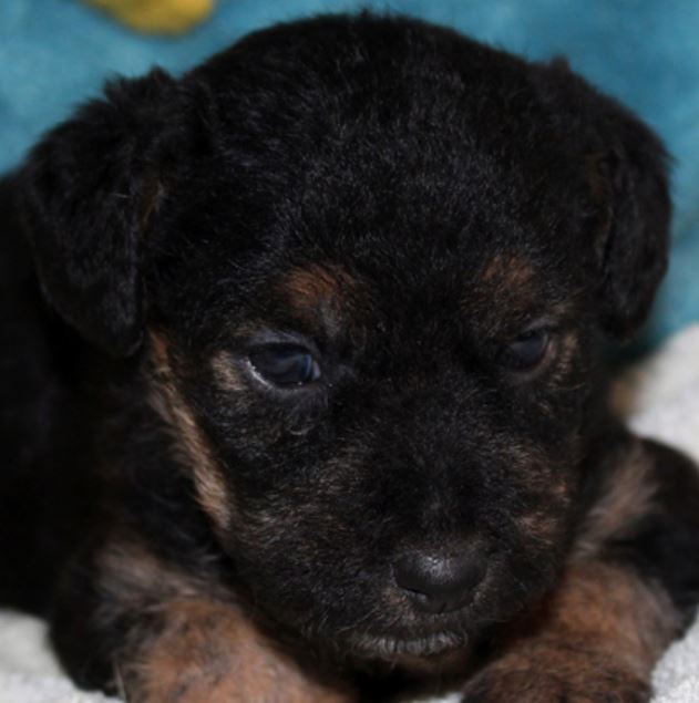 Ondine chiot femelle croisé Fox Terrier/Jagd 1 mois • Association Galia