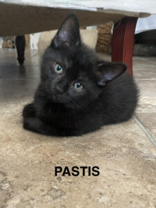 PASTIS - noir (env 2 mois1/2-3)