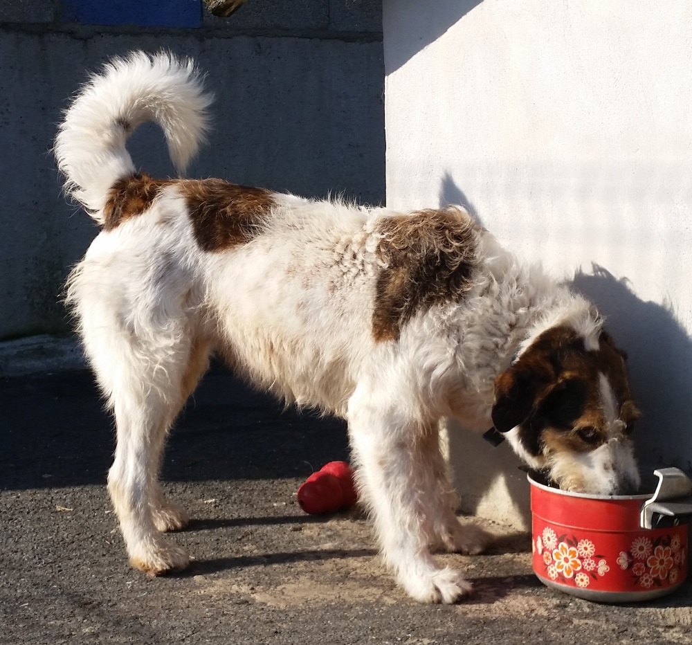 Quizas femelle croisée Berger Roumain 4 ans • Association