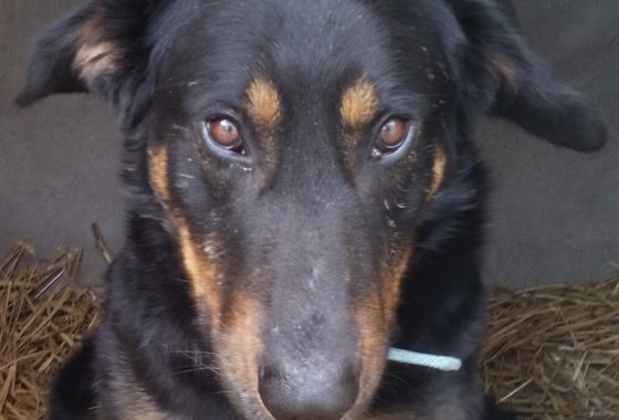 Archives Des Beauceron Association Galia