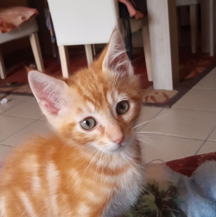 Rocky - mâle - né le 25/04/2020 • Association Galia