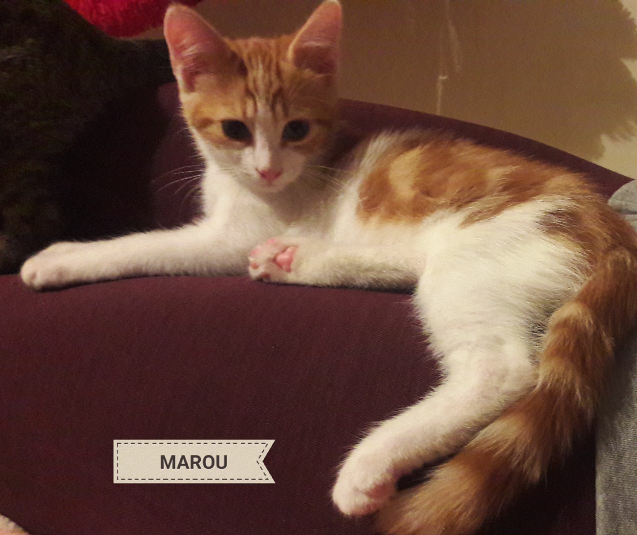 Chiot Et Chaton 3 Mois Pour Devenir Grand Replay MAROU - chaton 3 mois • Association Galia