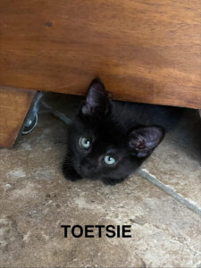 TOETSIE , adorable/curieuse  (née le 01/04/26)