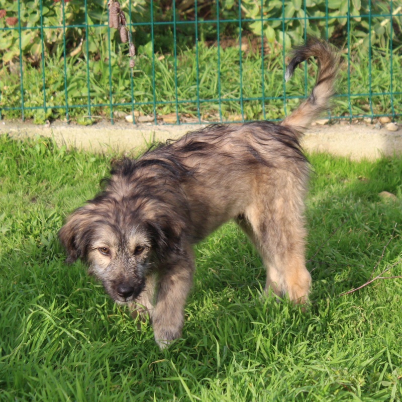 Topy chiot mâle Berger Roumain né le 20 06 2019