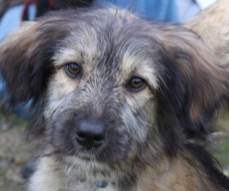Topy chiot mâle Berger Roumain né le 20 06 2019